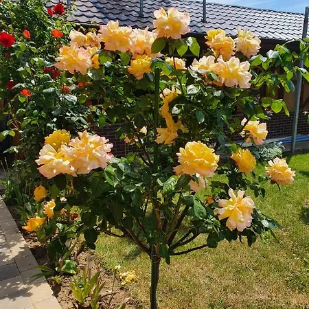 Konukevi Casa Roua Venus