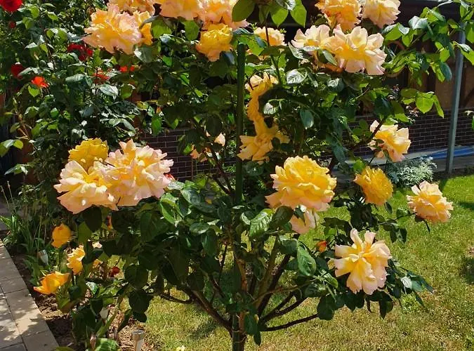 بيت ضيافة Casa Roua فينوس